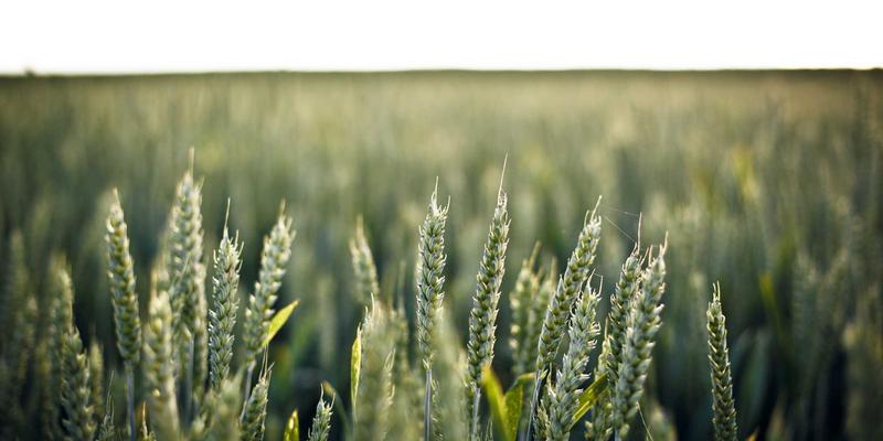 法式浪漫婚礼全攻略:从法国文化精髓到美学体验的完美落地